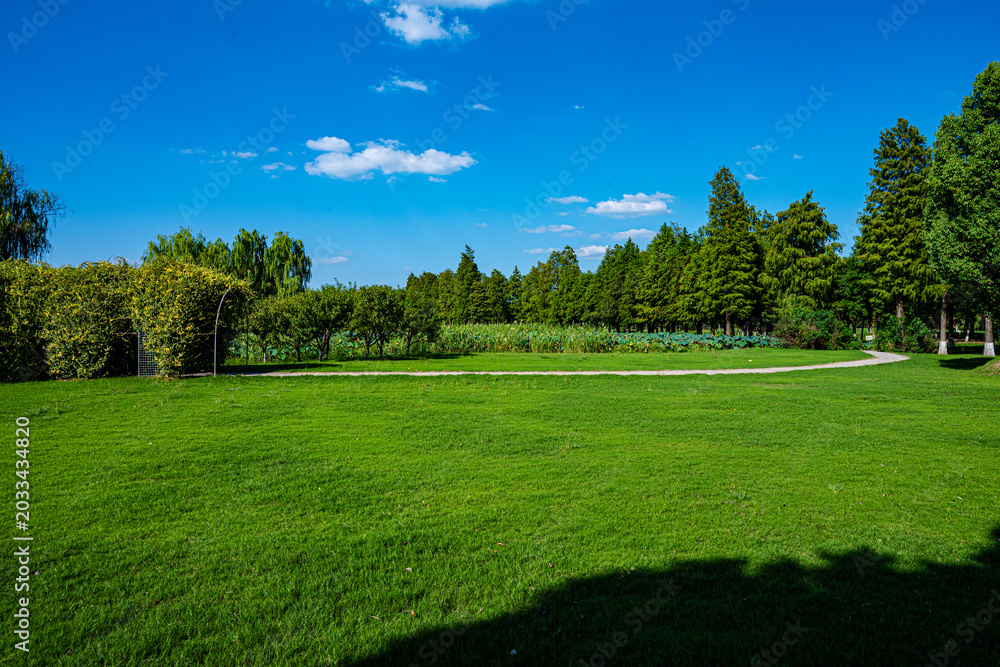 Fototapeta premium landscape with trees