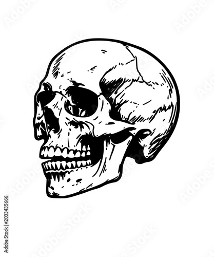 human skull vector illustration