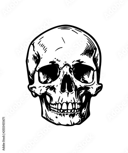 human skull vector illustration