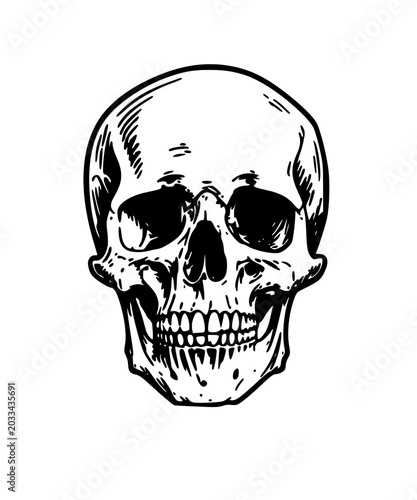 human skull vector illustration