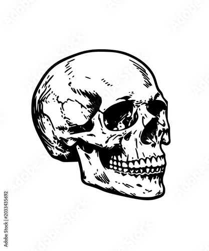 human skull vector illustration