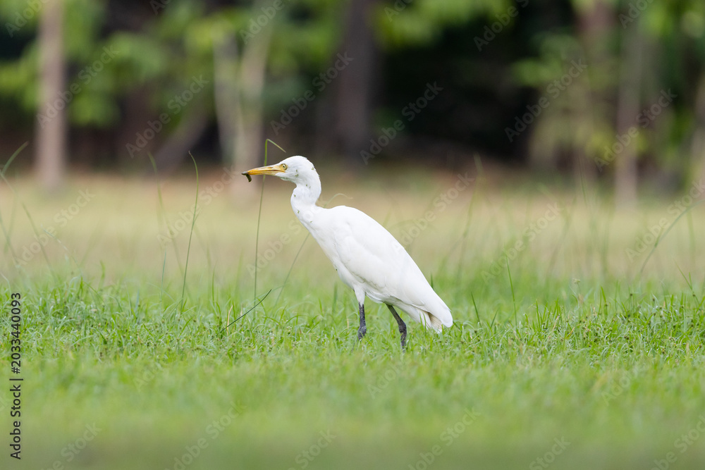 Obraz premium A white bird stands in lush green grass, poised and alert, possibly hunting for insects in a natural setting.