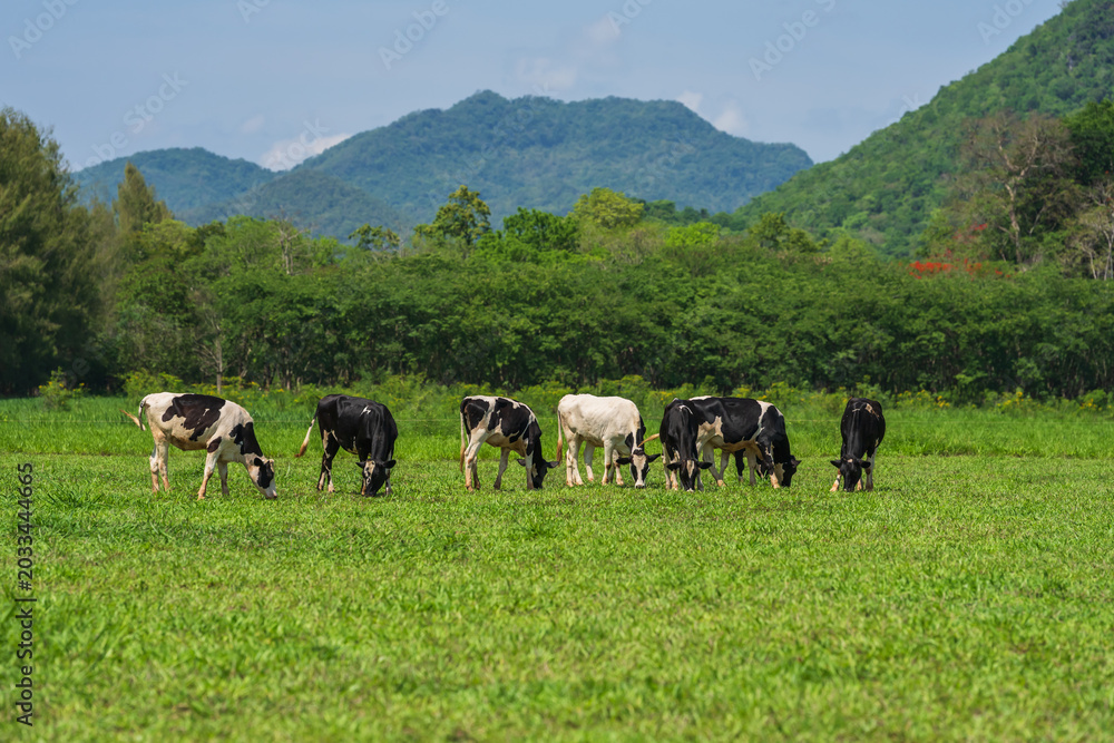 Naklejka premium dairy cows in the wild grazing fresh green grass in spring