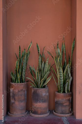 Tres macetas de barro con plantas Sansevieria en una calle del Centro Histórico de San José de Cabo, México.