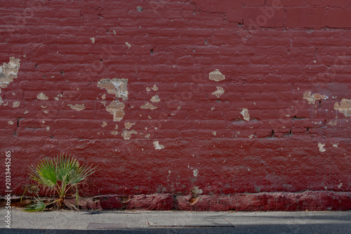 Pared exterior de ladrillo, desgastada, rojo, con planta silvestre naciendo en la banqueta.