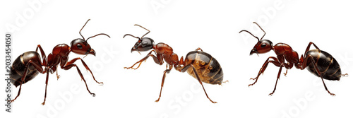 Tableau sur toile Queen ant studio lighting, Lasius niger, Formicidae family, black garden ant dea