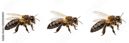 Schilderij op canvas Queen bee bright lighting, Apis mellifera, Apidae family, honeybee reproductive