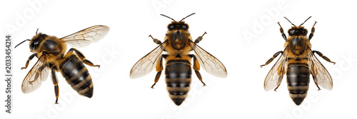 Photos Queen bee detailed wings, Apis mellifera, Apidae family, honeybee clear flight m
