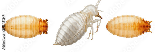 Fotografía Queen termite abdomen detail, Reticulitermes flavipes, Rhinotermitidae family, p