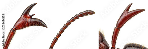 Foto Queen ant antenna detail, Camponotus pennsylvanicus, Formicidae family, black ca