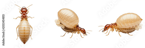 Schilderij op canvas Queen termite macro photography, Reticulitermes flavipes, Rhinotermitidae family