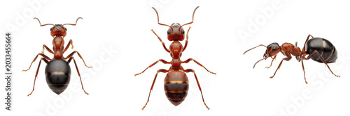 Foto Queen red ant, Myrmica rubra, Formicidae family, binate petiole node reproductiv
