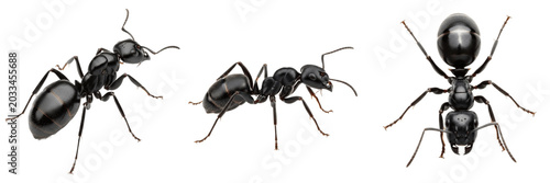 Foto Queen black ant, Lasius niger, Formicidae family, single scale petiole node repr