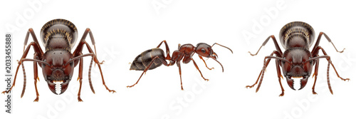 Fotografija Queen bullet ant, Paraponera clavata, Formicidae family, primitive poneromorph r