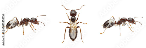 Foto Queen ghost ant, Tapinoma melanocephalum, Formicidae family, micro tramp ant rep