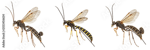 Queen ichneumon wasp, Ophion luteus, Ichneumonidae family, parasitic hymenoptera nocturnal female flight line, elongated curved gastral segments, caterpillar parasitoid biological control map