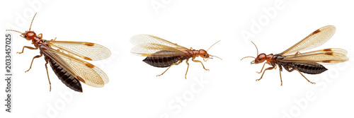 Cuadro en lienzo Queen drywood termite, Cryptotermes brevis, Kalotermitidae family, non-physogast