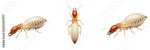 Fotografia Queen dampwood termite, Zootermopsis angusticollis, Archotermitidae family, larg