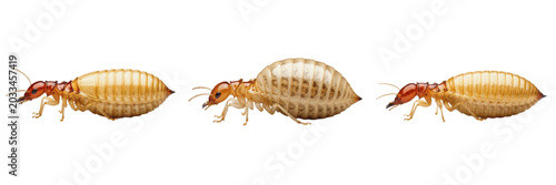 Foto Queen soldier termite queen form, Termitidae family, intercaste reproductive sol