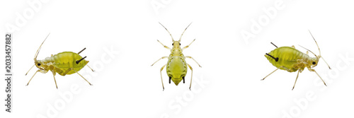 Queen root aphid, Pemphigus populivenae, Aphididae family, subterranean fundatrix profile, woolly wax secretion body armor, cereal crop root system phloem feeding damage tracking layout profile