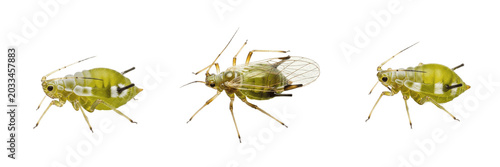 Bild auf Leinwand Queen gall aphid, Pemphigus bursarius, Aphididae family, lettuce root aphid fund