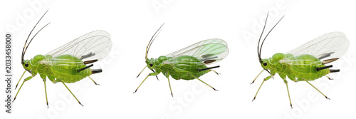 Queen greenfly aphid, Myzus persicae, Aphididae family, green peach aphid fundatrix profile, viviparous clone production line, agricultural horticulture crop virus distribution tracking index chart