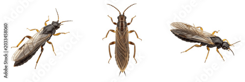 Photos Queen gall thrips, Gynaikothrips ficorum, Phlaeothripidae family, cuban laurel t