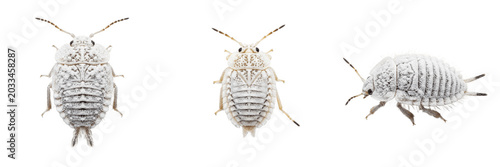 Cuadro en lienzo Queen mealybug, Pseudococcus longispinus, Pseudococcidae family, long-tailed mea