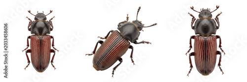 Billede på lærred Queen bark beetle, Dendroctonus ponderosae, Curculionidae family, mountain pine