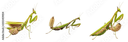 Queen mantis egg-laying female, Mantis religiosa, Mantidae family, european mantis ootheca architectural construction stance, froth secretion foam formation, garden insect predator profiling card