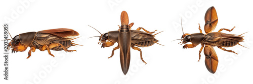 Fotografía Queen mole cricket reproductive female, Gryllotalpa gryllotalpa, Gryllotalpidae