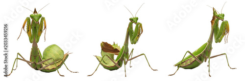 Foto Queen praying mantis reproductive female, Tenodera sinensis, Chinese mantis grav