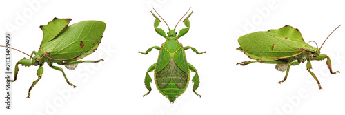 Photos Queen leaf insect reproductive female, Phyllium bioculatum, Phylliidae family, f