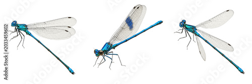 Fotografía Queen damselfly reproductive female, Calopteryx splendens, Calopterygidae family