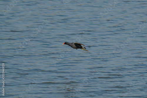 Common Moorhen in flight