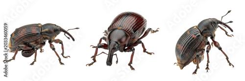 Foto Queen weevil reproductive female, Sitophilus granarius, Curculionidae family, gr