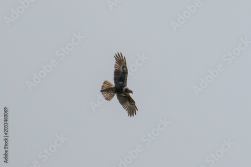 Eastern Marsh Harrier in flight