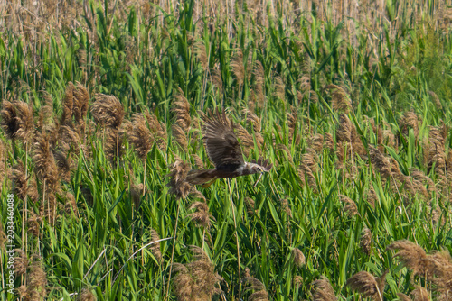 Eastern Marsh Harrier in flight