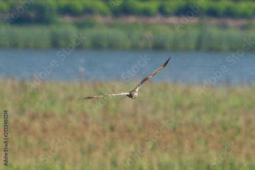 Eastern Marsh Harrier in flight