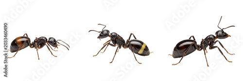 Fotografia Macro queen ant, Solenopsis invicta, Formicidae family, red imported fire ant de