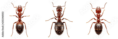 Obraz na płótnie Queen ant top view, Lasius niger, Formicidae family, black garden ant dealate do