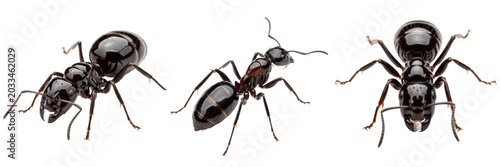 Bild auf Leinwand Queen ant dark glossy body, Lasius niger, Formicidae family, black garden ant de