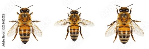 Bild auf Leinwand Queen bee golden body, Apis mellifera, Apidae family, italian honeybee strain li