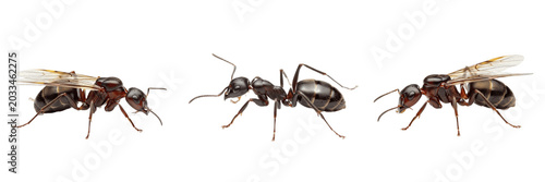 Foto Queen ant crawling, Lasius niger, Formicidae family, black garden ant dealate fo