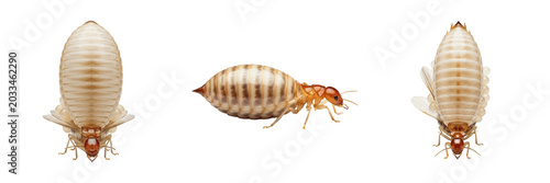 Fotografie Queen termite stationary, Reticulitermes flavipes, Rhinotermitidae family, physo