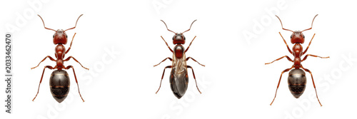 Foto Queen ant square composition, Lasius niger, Formicidae family, black garden ant