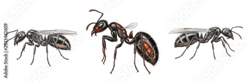 Bild auf Leinwand Queen ant entomology illustration, Lasius niger, Formicidae family, black garden