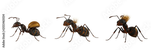 Bild auf Leinwand Queen ant 3d render, Solenopsis invicta, Formicidae family, fire ant dealate hyp