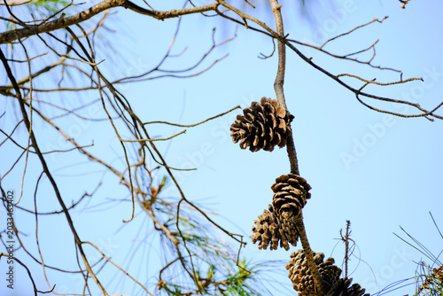 Obraz na plátně Detailed view of dry pine cones hanging from bare branches under a clear blue sk