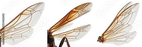 Cuadro en lienzo Queen wasp wings detail, Polistes dominula, Vespidae family, european paper wasp